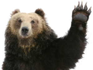 Bear Raising Hand